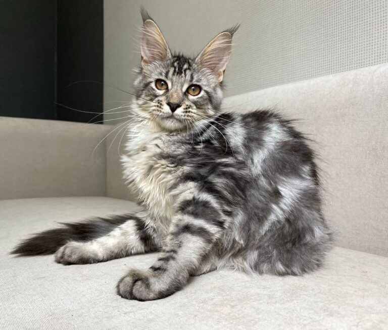 Maine coon for sale/Maine coon for sale near me