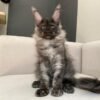Buy maine coon