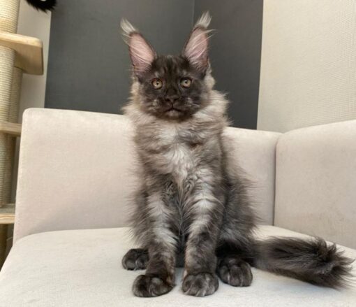 Buy maine coon