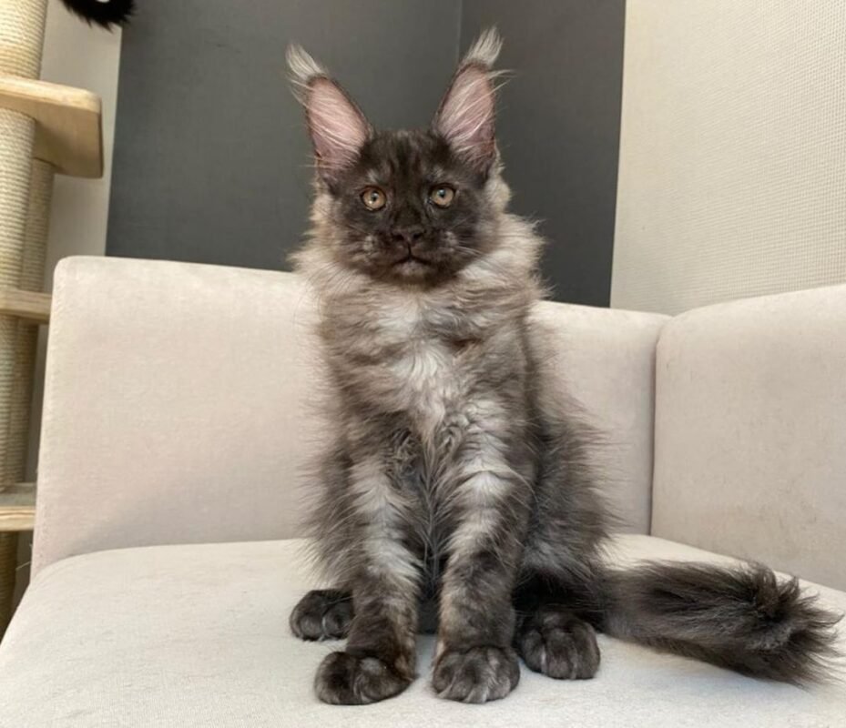 Buy maine coon/where to buy maine coon cats