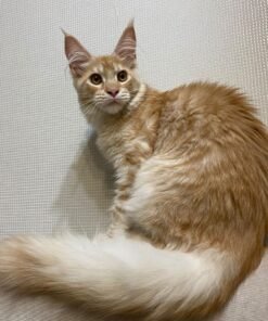 main coone kittens for sale