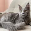 Main coon cats for sale