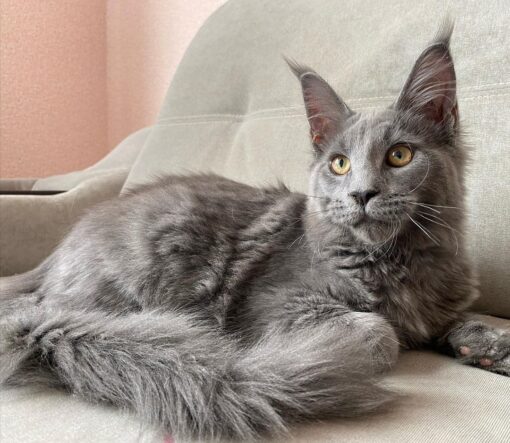 Main coon cats for sale
