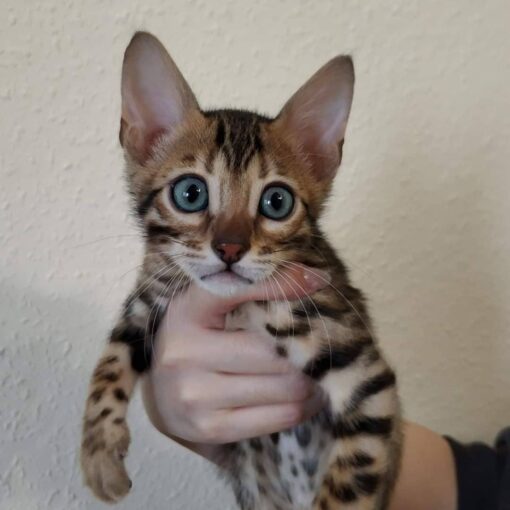 snow bengal kittens for sale