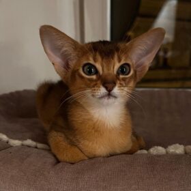 Buy Abyssinian cat for sale