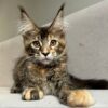 Maine coon kittens for sale MN