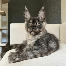 Maine coon mix kittens for sale Maine coon mix kittens for sale