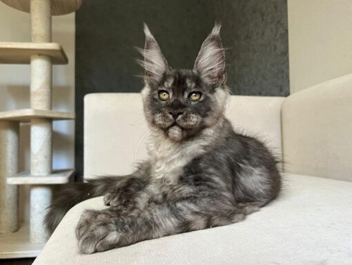 Maine coon mix kittens for sale