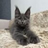 European maine coon