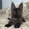 Maine coon cattery near me