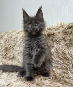 silver maine coon kittens for sale