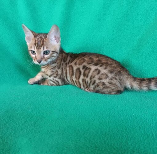 Bengal kittens for sale in Ohio