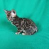 Buy your cute Bengal cats for sale