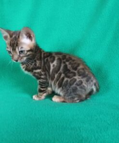 Buy your cute Bengal cats for sale