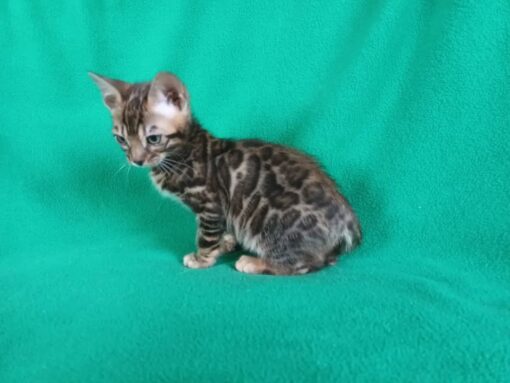 Buy your cute Bengal cats for sale
