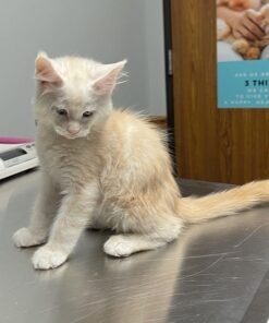 Maine coon kittens for sale in MA