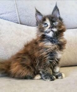 Silver maine coon kittens for sale