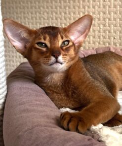 Abyssinian cats for sale