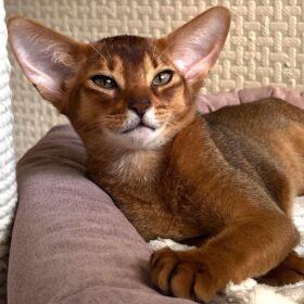 Abyssinian cats for sale