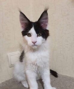 Silver maine coon kittens for sale near me