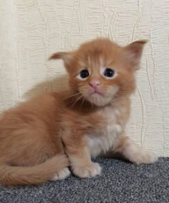 Maine coon kittens for sale san diego