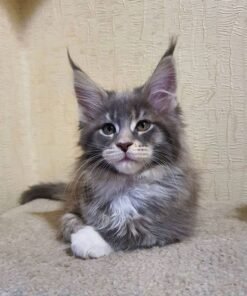 Kittens for sale san diego