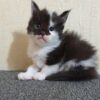 Maine coon kittens for sale nyc