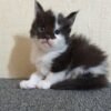 Maine coon kittens for sale Texas