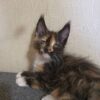 Maine coon kittens for sale las vegas
