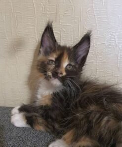 Maine coon kittens for sale las vegas