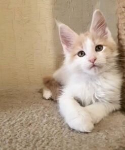 Maine coon kittens for sale Chicago