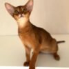 Abyssinian for sale