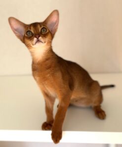 Abyssinian for sale