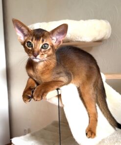 Abyssinian kittens for sale