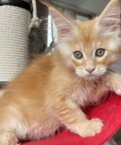 Giant maine coon kittens for sale near me