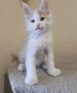 Maine coon kittens for sale near me