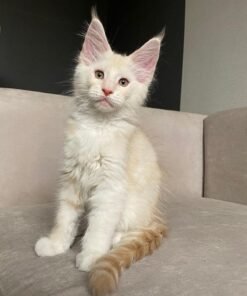 Mancoon kitten