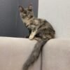 Maine coon kittens for sale