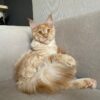 Maine coon kitten for sale