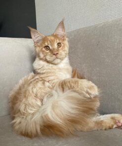 Maine coon kitten for sale