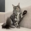 Maine coon kittens for sale maryland