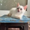 ragdoll for sale