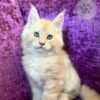 Maine coon kittens for sale