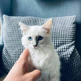 Ragdoll kittens for sale chicago