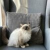Cheap ragdoll kittens for sale