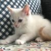 Ragdoll kittens for sale nj