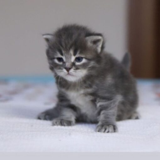 Kittens for sale philadelphia