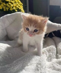 Free maine coon kittens for adoption
