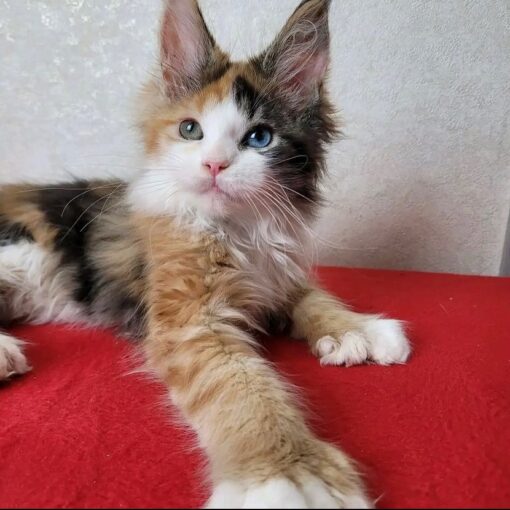 Maine coon kittens price