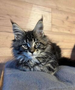 Maine coon kittens for sale in Texas